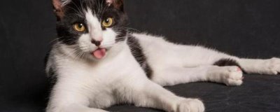 天气超过30度猫会中暑吗,猫可通过张嘴喘气散发热量