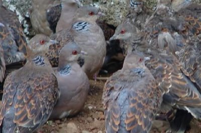 斑鸠的养殖前景，市场需求一直在稳定上升