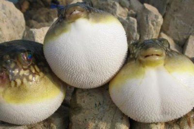 人工养殖的河豚有毒吗,含有毒素但要少于野生品种