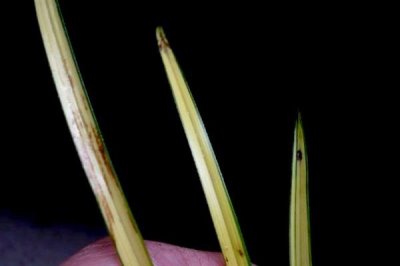 夏天兰花叶子发黄干枯的原因，可能是通风不良或积水闷根所致