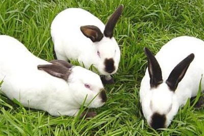 养殖什么比较赚钱，推荐南美白对虾、生蚝等