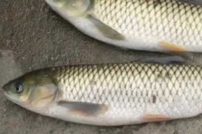 新关东鱼钩适合钓什么鱼,适合钓鲫鱼、鲤鱼、草鱼和鲢鳙等