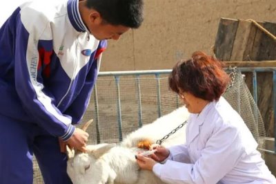 小羊不吃奶怎么处理，可以把奶挤出来再用注射剂灌喂