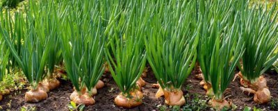 洋葱膨大期怎么管理,需适当增加灌溉次数