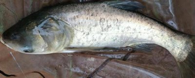 适合用来钓鳙鱼的饵料，臭味饵料的引诱效果更好