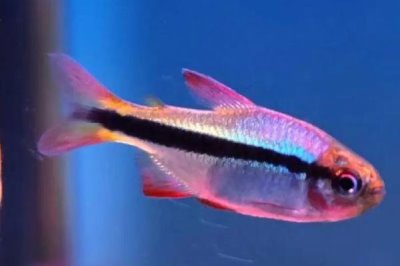 灯鱼简介，是一种热带观赏鱼