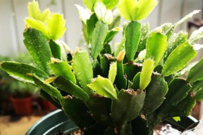 蟹爪兰叶子发黄的原因及处理方法，可能是浇水过多或阳光直射导致的