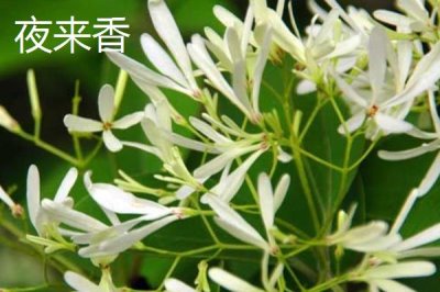 学校的树木有哪些,白杨树、柳树、杜鹃花等品种较常见