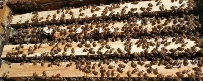 一箱蜜蜂一年产多少蜜，蜂种、蜜源、气候和技术均会影响产量
