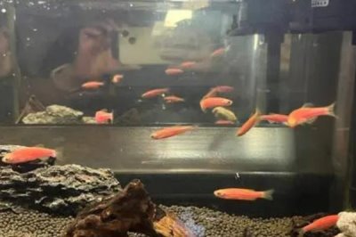 能否用自来水饲养斑马鱼,除去氯气后才能使用