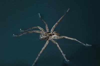 水蜘蛛会不会咬人,会咬人但是没毒