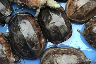 养殖乌龟的水有什么要求,喜欢25-30℃之间的水温