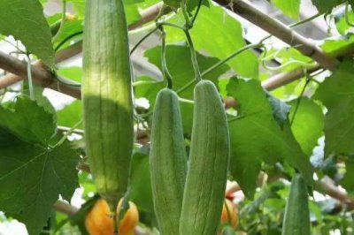 怎么防治丝瓜上面的病害,可根据病害类型喷施对应药剂