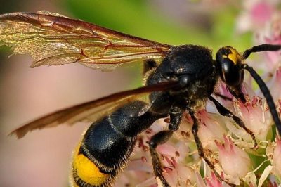 被马蜂蛰了怎么办,先要用食醋等弱酸性溶液清洗
