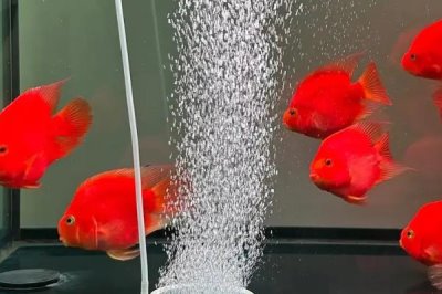 鱼缸不打氧气鱼会不会死,鱼不一定会死