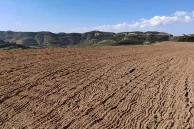 怎么种植豌豆，可进行单行或宽窄行穴播