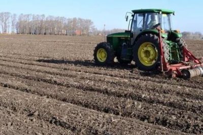 魔芋如何种植，用种芋播种是最常用