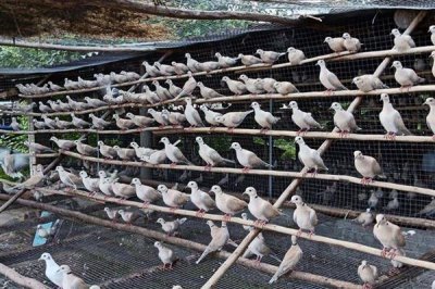 斑鸠的养殖前景，市场需求一直在稳定上升