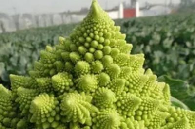 宝塔花椰菜的育苗技术要点,苗期白天的适宜温度为20-24℃