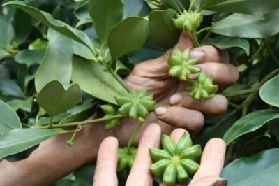 八角树怎么繁殖，可采用嫁接、分株、播种等方法