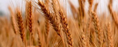 乐麦0858小麦种子简介，全生育期200.4天