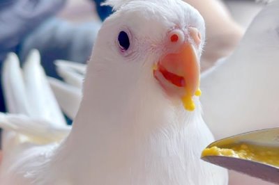 玄凤鹦鹉换毛期喂什么食物,富含蛋白质、维生素的食物是适宜选择