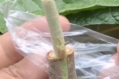 枇杷树适合在什么时候嫁接，2-4月份、9-11月份均为适宜时间