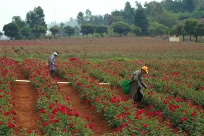 玫瑰花招虫子如何解决，喷施氧化乐果等药物可有效灭杀