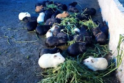 豚鼠适合养一只还是一对，属于群居动物养一对能防止孤单