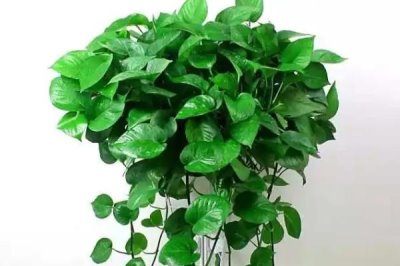 绿萝为什么不长藤，离不开适宜的光照、水分和肥料