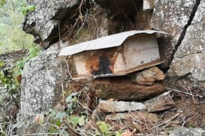 诱蜂最快方法,在诱蜂工具内壁涂抹蜂蜡可吸引蜜蜂