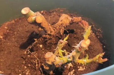 玫瑰发芽后如何护理,一点更要保证充足的光照