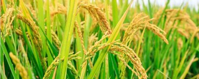 金龙优5号水稻种子特征特性,秧田亩播种量约15公斤