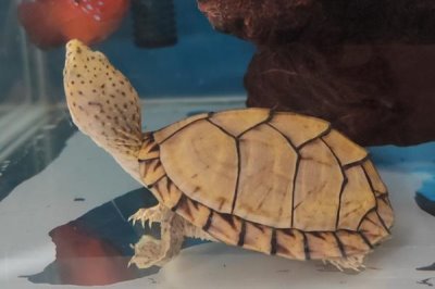 剃刀龟水位多少合适,不同生长阶段的适合水位不同