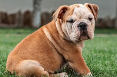 最好养的10种小型犬,包括泰迪犬、西施犬、柯基犬等品种