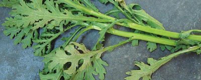 秋季怎么防治茼蒿霜霉病,重病田可以和其它作物轮作