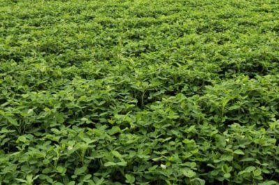 花生的主产地,我国是世界第一花生生产大国