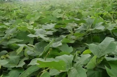 菜用葛根的种植前景,目前来看前景较广阔