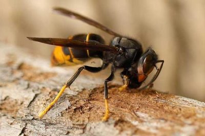 虎头蜂的种类,常见的有中国大虎头蜂、大黄腰虎头蜂等