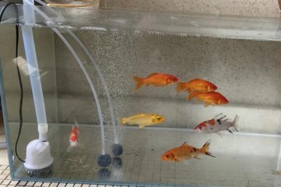 鱼缸有过滤器还要氧气泵吗，如果养殖密度大则需要