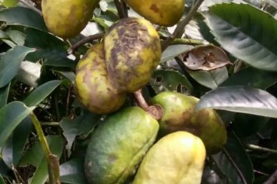 木通什么时候种，栽种时间在4-10月