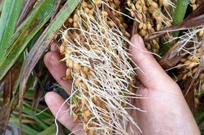 水稻穗发芽原因以及怎么预防，休眠期较短的品种容易出现发芽情况