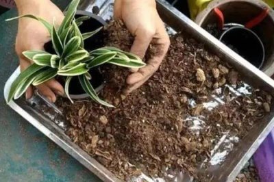 如何促使虎皮兰冒新芽，要为其提供良好的透气环境