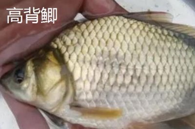 鲫鱼的外观,不同品种的外观有所区别