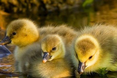 小鸭子几天可以下水，出壳后3-5天可以尝试下水