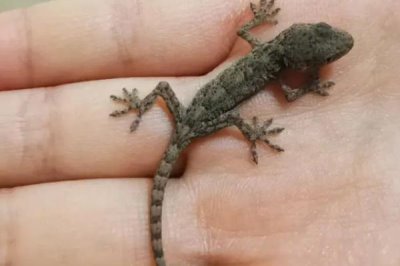 壁虎属于卵生还是胎生动物,大多数品种均为卵生