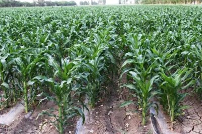 创甜1号玉米品种的特性，中等肥力以上地块栽培