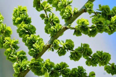 河南野菜的种类,你吃过哪几种