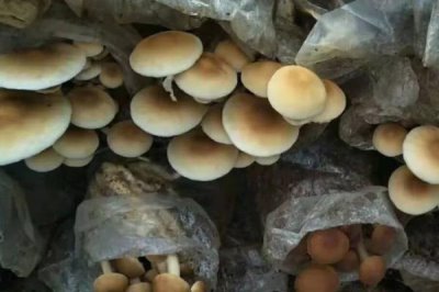 蘑菇土法施肥方法,以下9种可以尝试