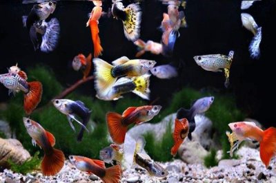 孔雀鱼的养殖方法,保持适宜的水温和PH值